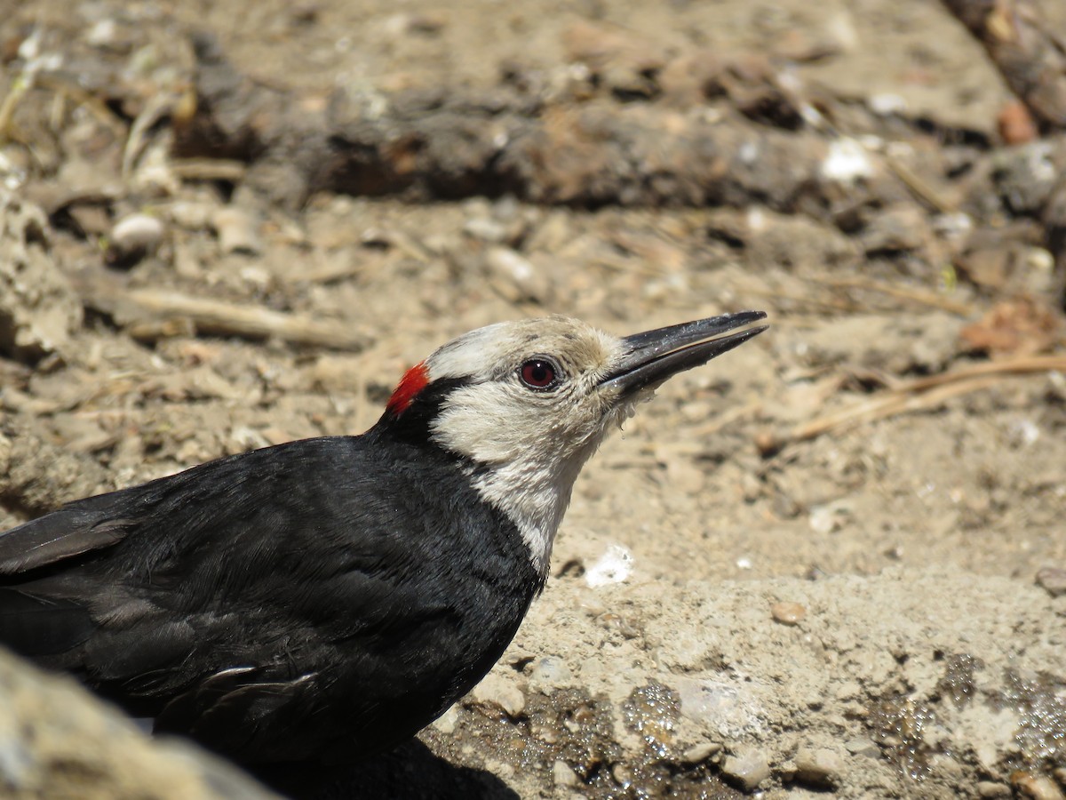 White-headed Woodpecker - ML64855881