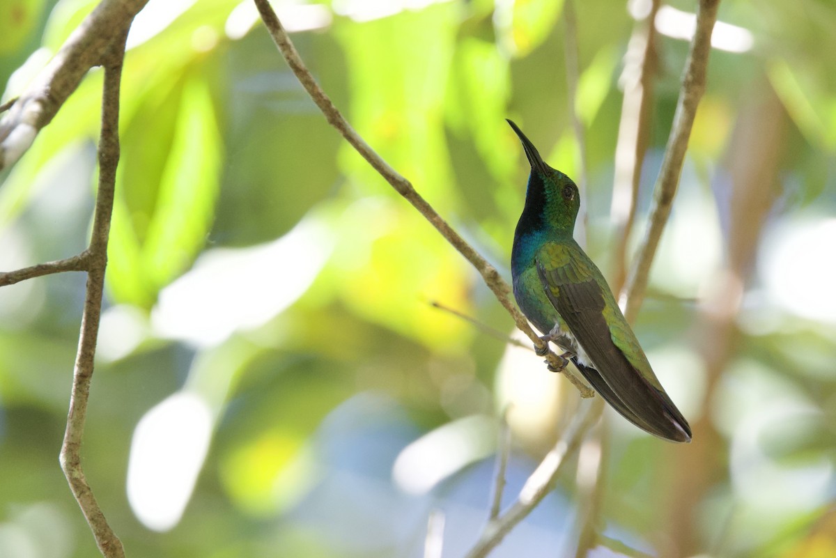 Wedge-tailed Sabrewing - ML648559426