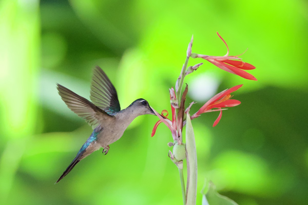 Wedge-tailed Sabrewing - ML648559446