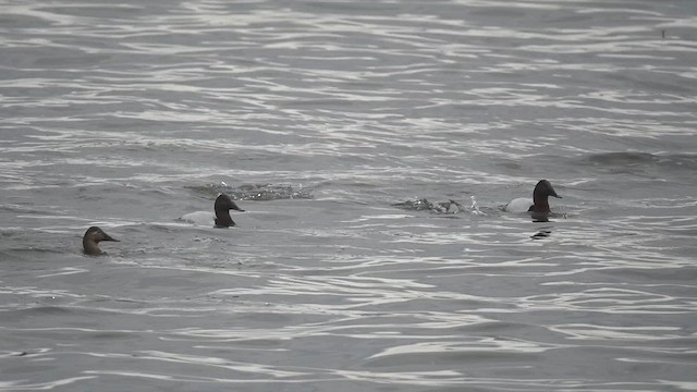 Murgilari bizkarzuria - ML648559810