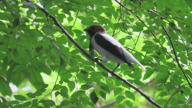 Bearded Bellbird - ML648559819