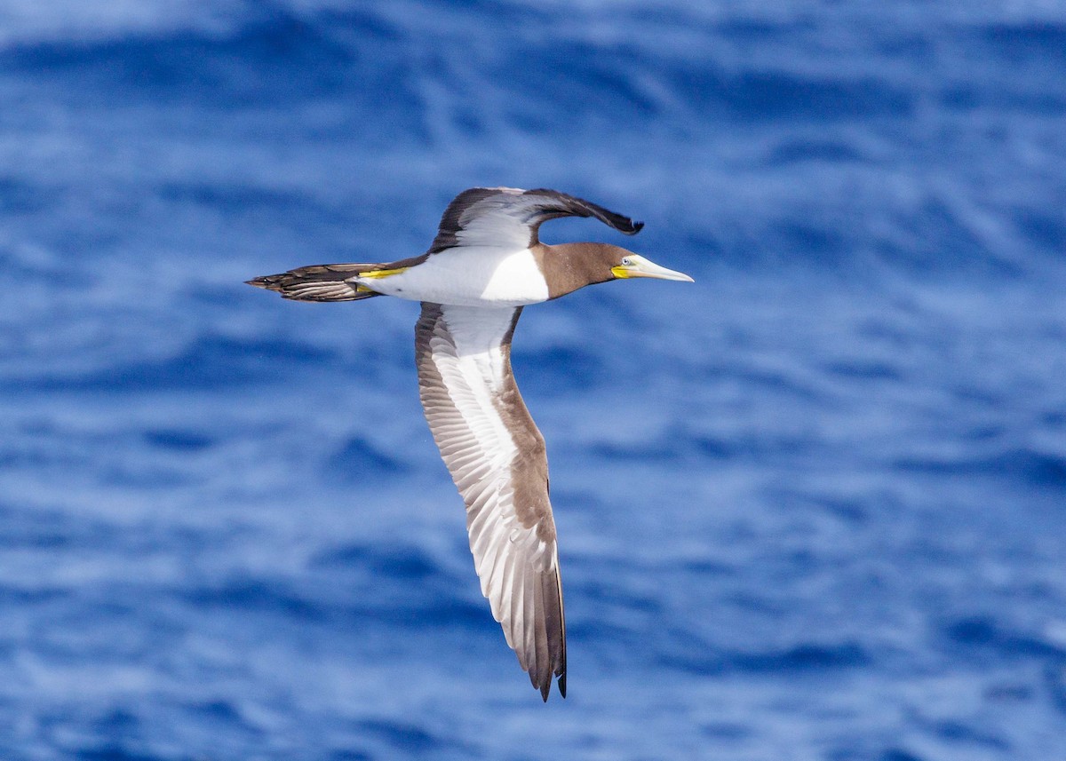 Maskentölpel - ML648559862