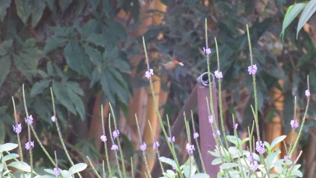 Tufted Coquette - ML648559915