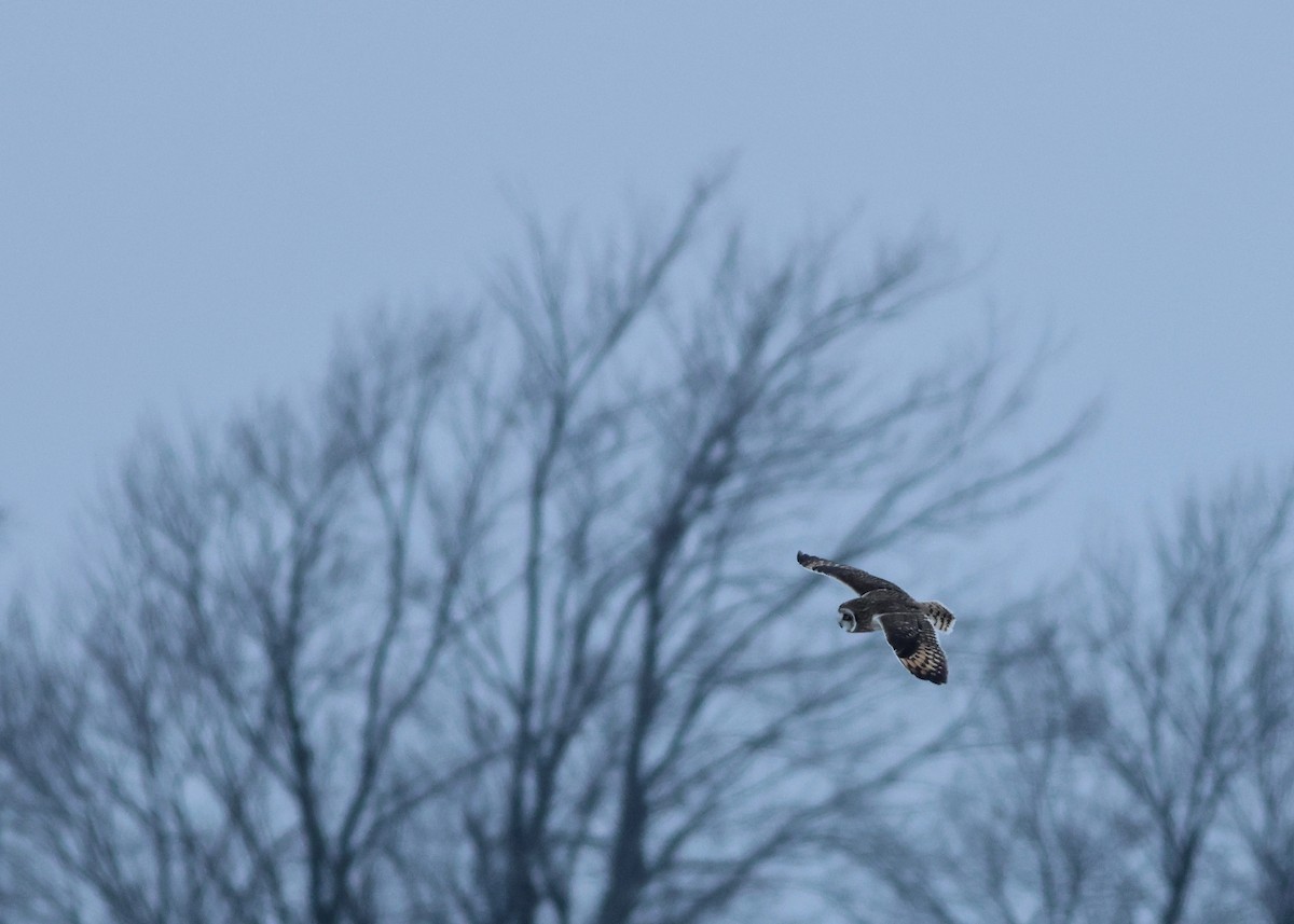 Short-eared Owl - ML648559964