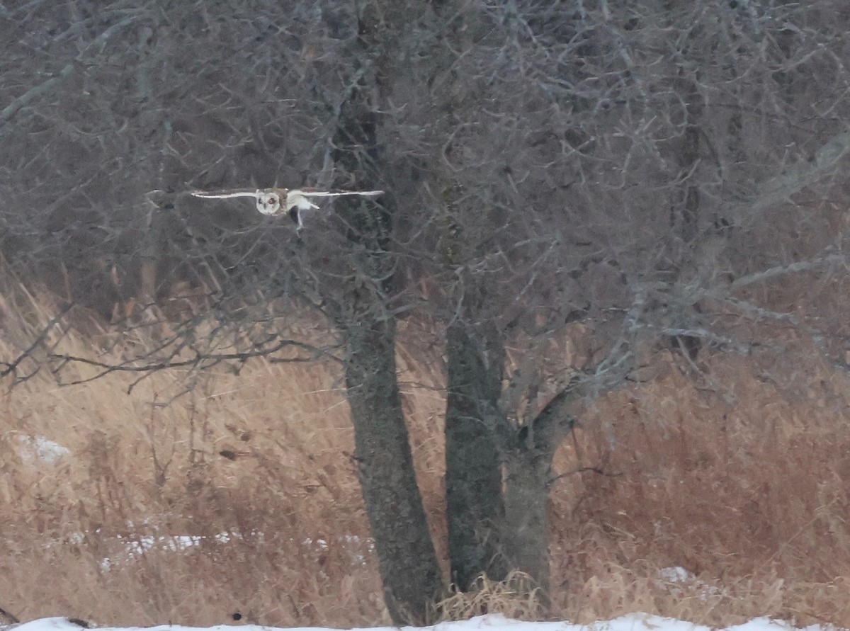 Short-eared Owl - ML648559965