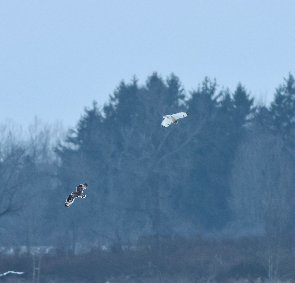 Short-eared Owl - ML648559966