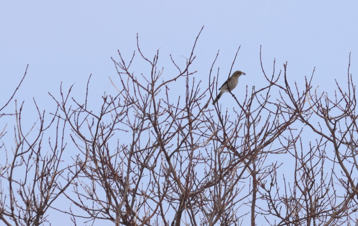 Northern Shrike - ML648559988