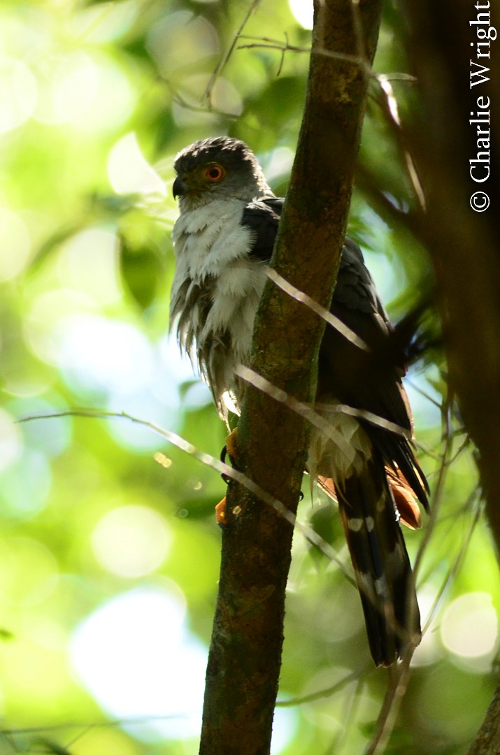 Bicolored Hawk - ML64856001