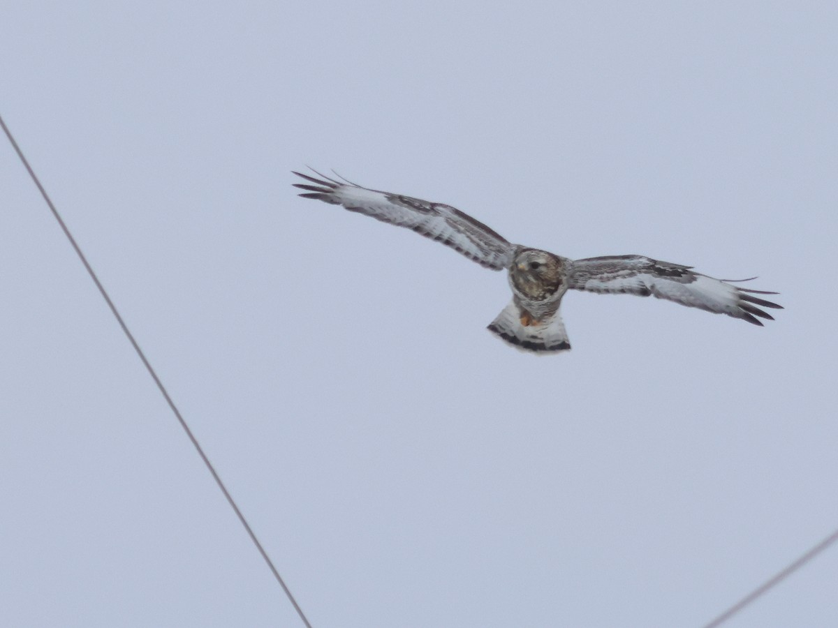 Rough-legged Hawk - ML648560045