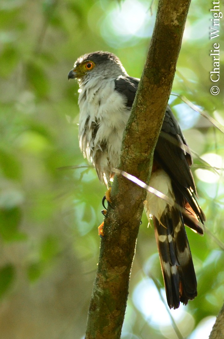 Bicolored Hawk - Charlie Wright