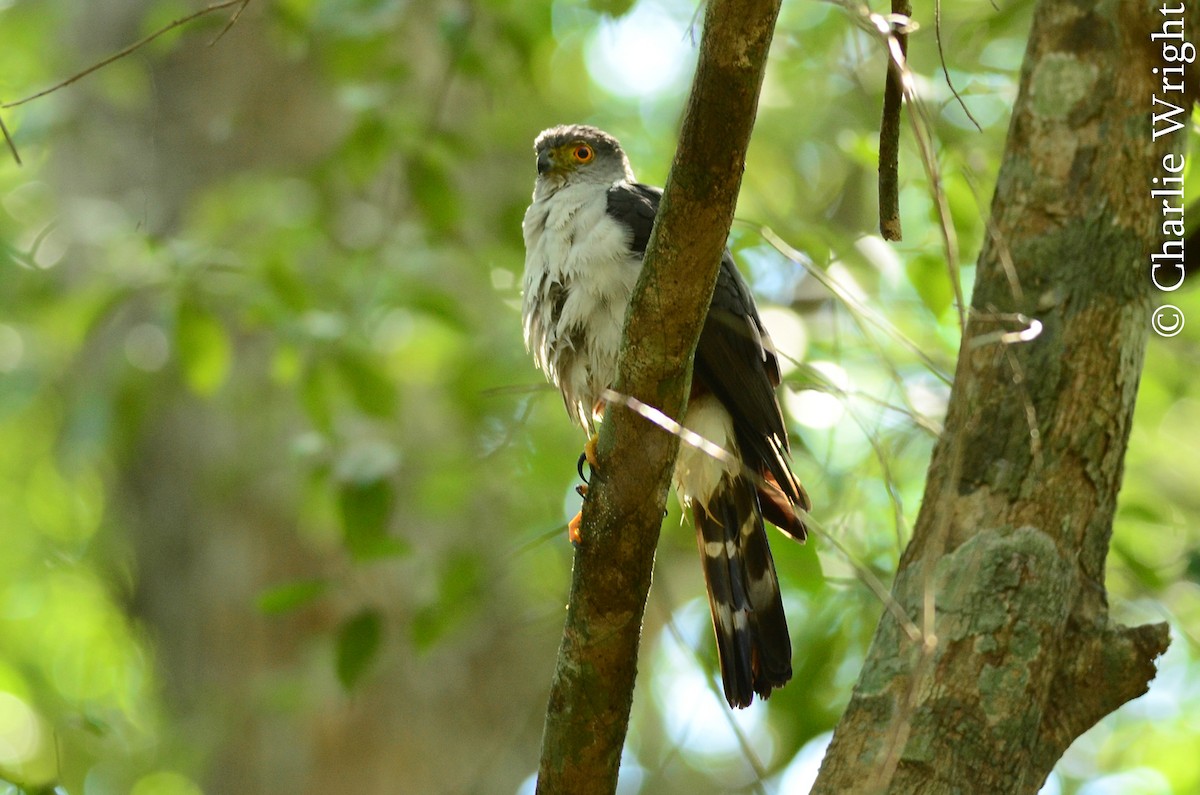 Bicolored Hawk - Charlie Wright