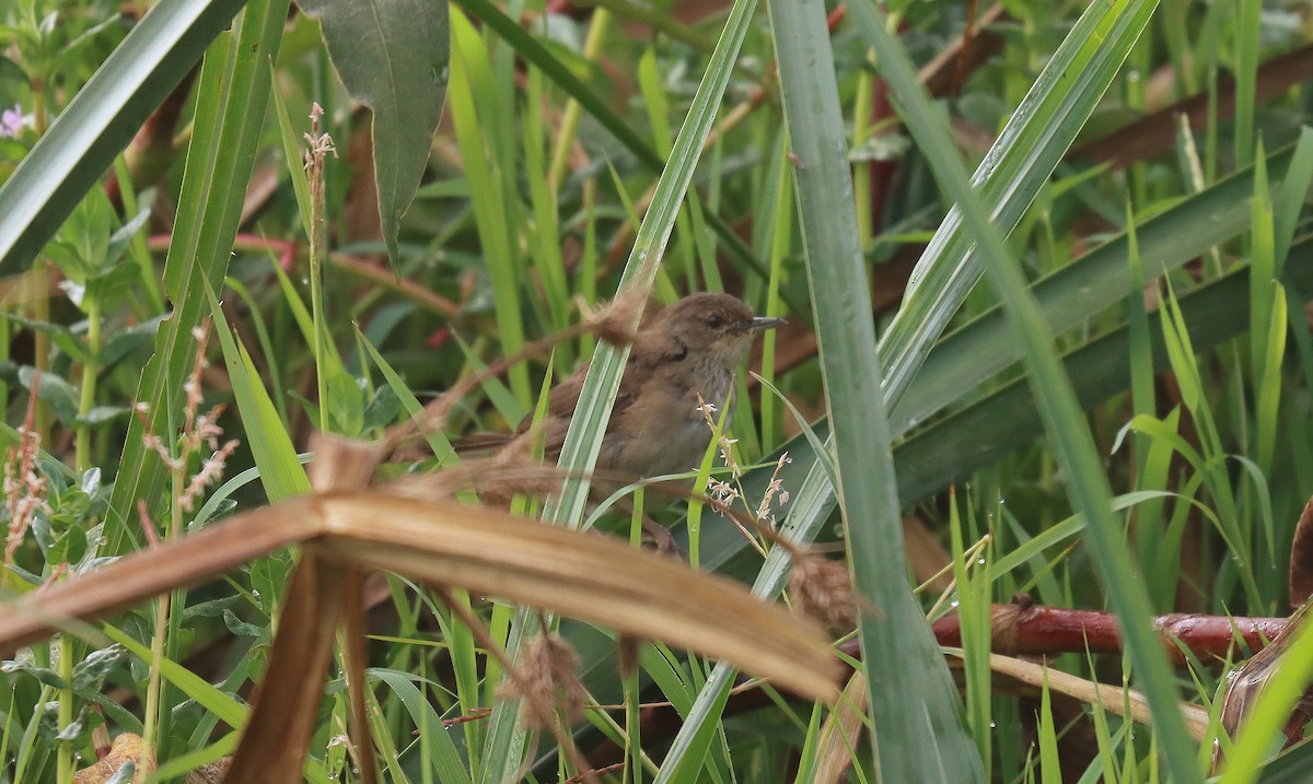 Highland Rush Warbler - ML648560314