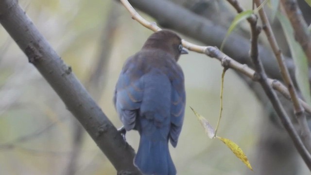 Pas Rengi Karatavuk - ML648560416