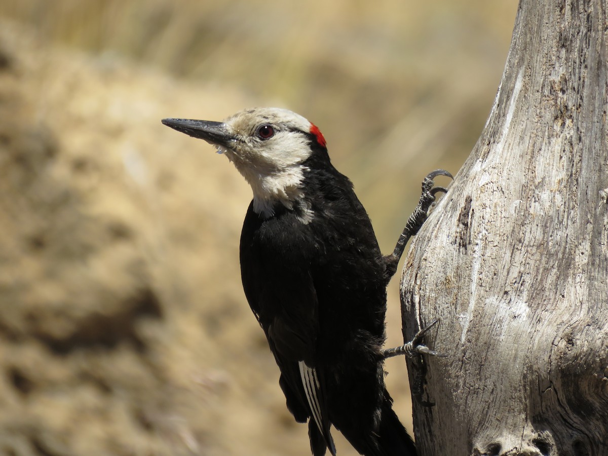 White-headed Woodpecker - ML64856081