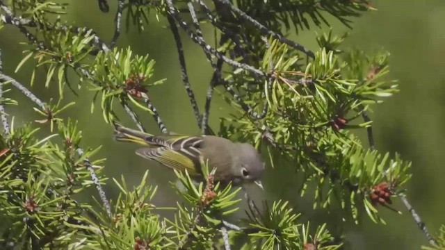 Ruby-crowned Kinglet - ML648560833