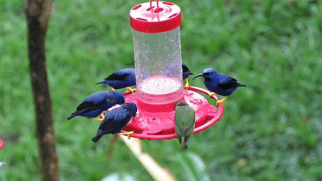 Purple Honeycreeper - ML648560839