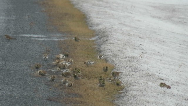 Horned Lark - ML648560879