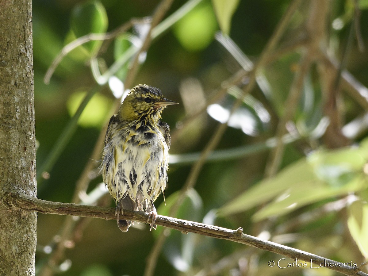 Tennessee Warbler - ML64856091