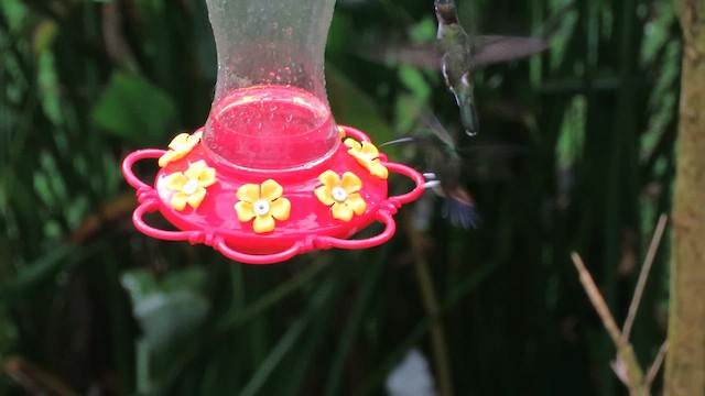 Green Hermit - ML648560986