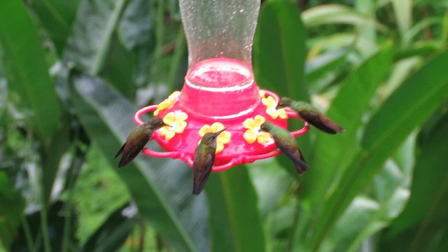 Copper-rumped Hummingbird - ML648561207