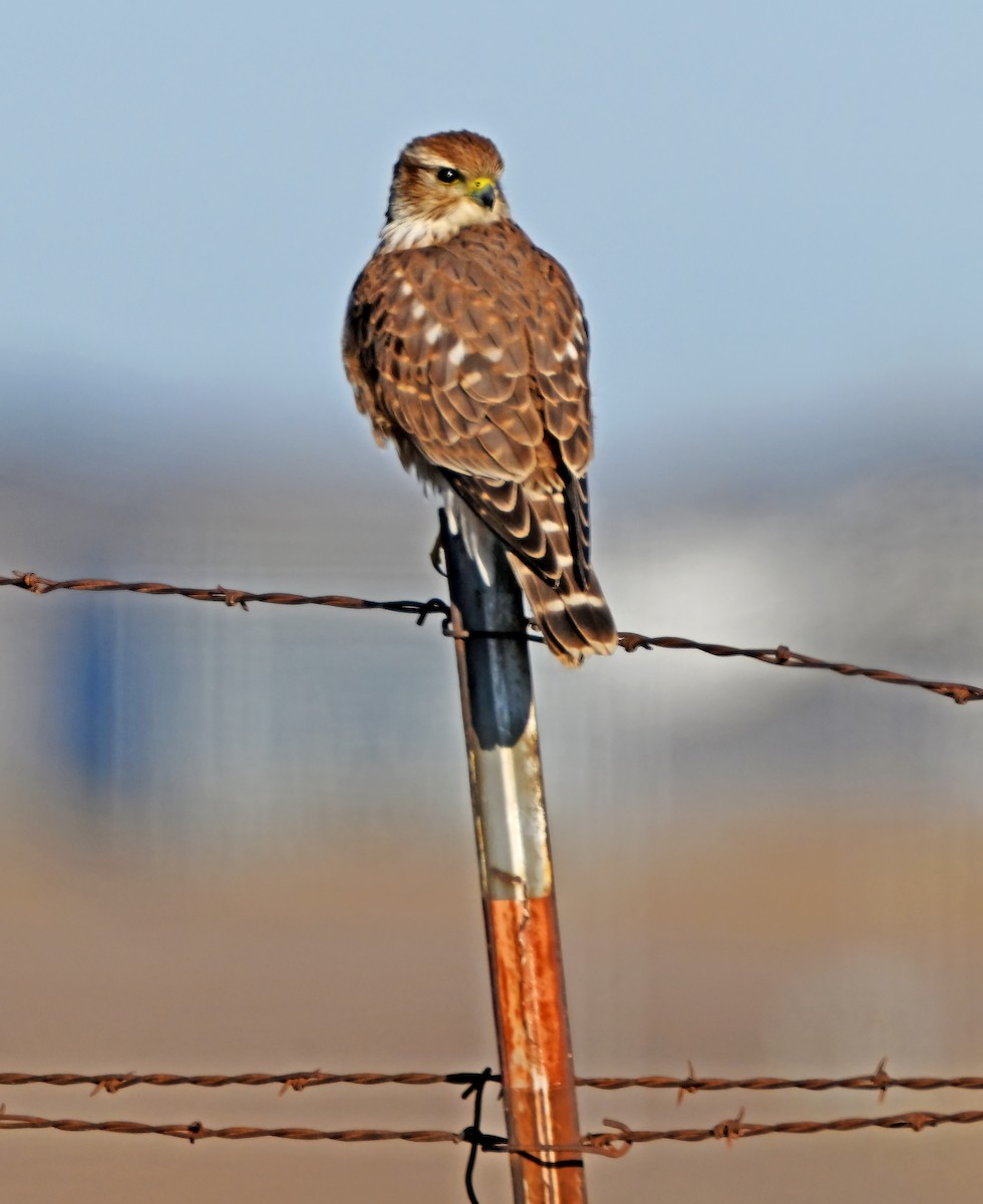 Esmerejón - ML648561909