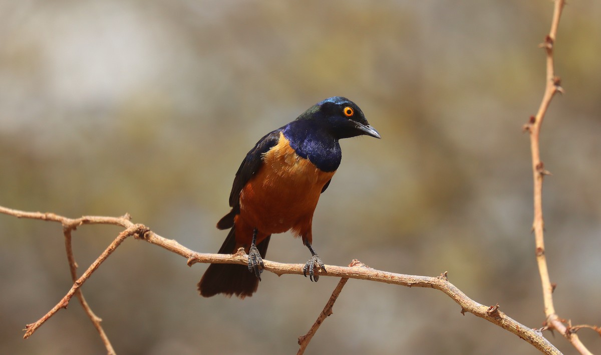 Hildebrandt's Starling - ML648562164