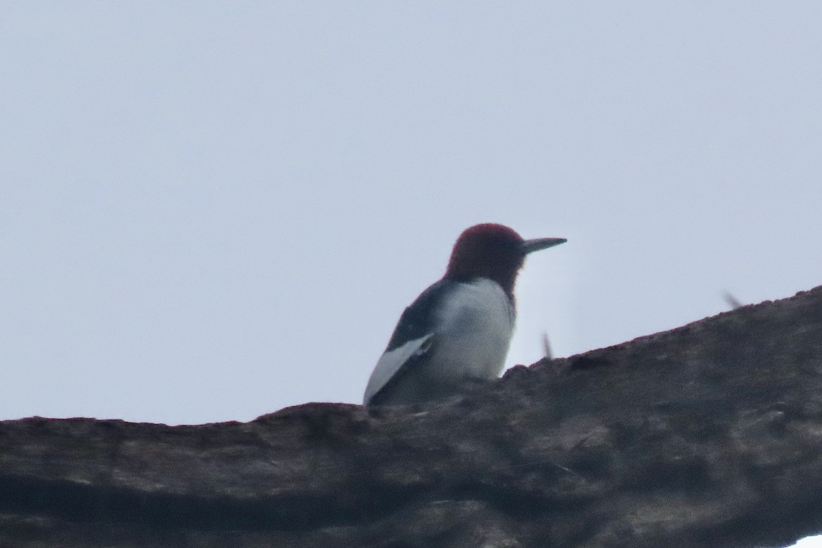 Rotkopfspecht - ML648562380