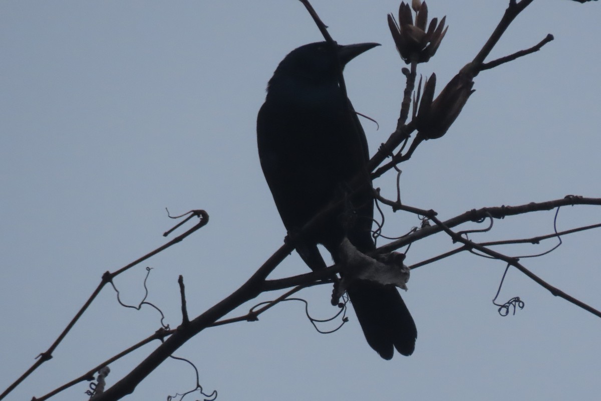 Purpurgrackel - ML648562398