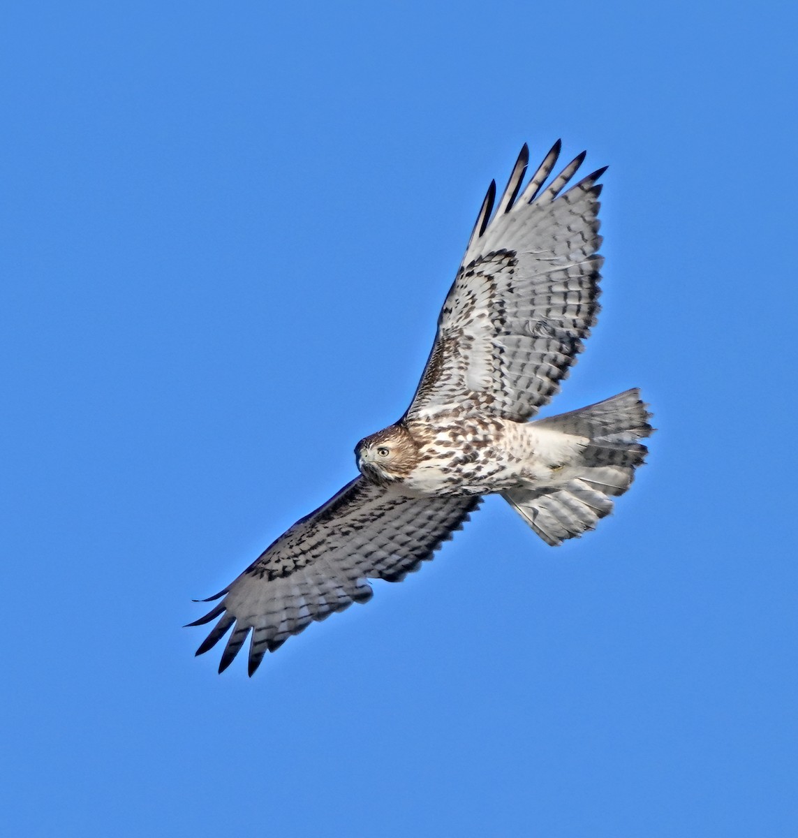 Busardo Colirrojo - ML648562536