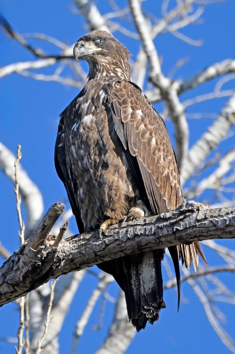 Pigargo Americano - ML648562539