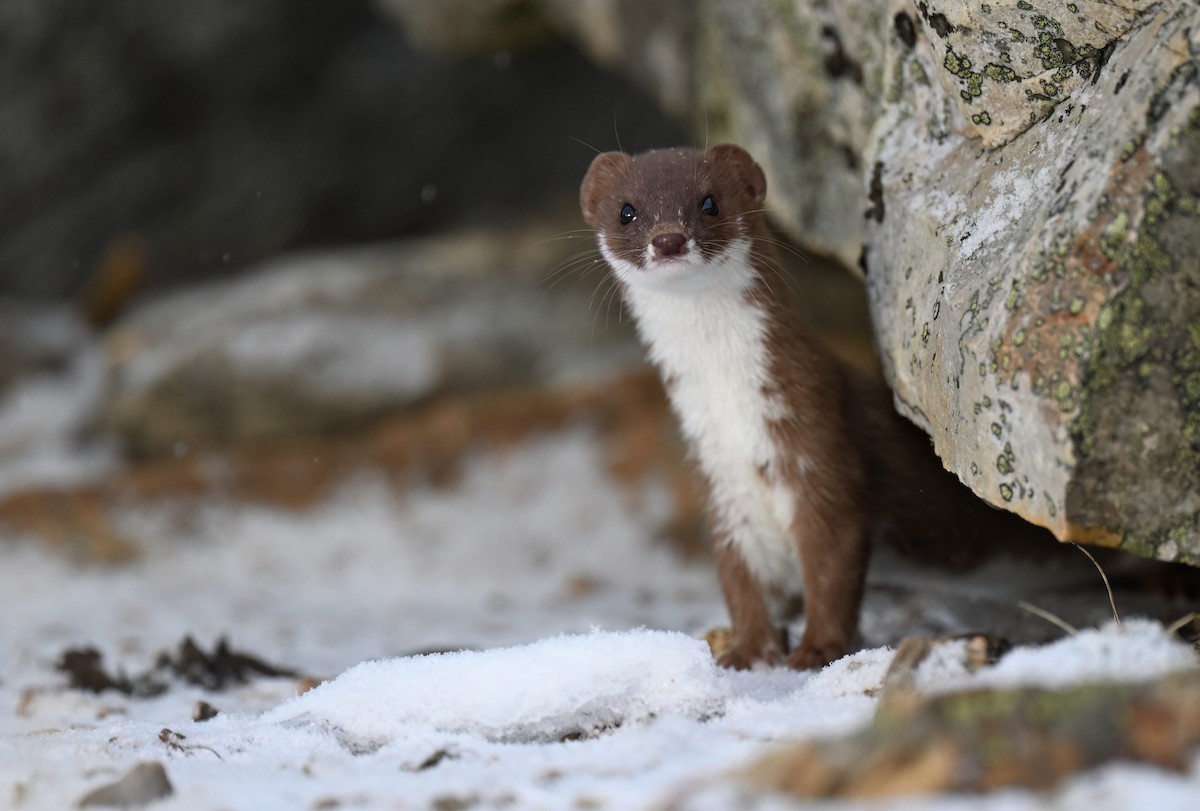 小鼬鼠 - ML648562747