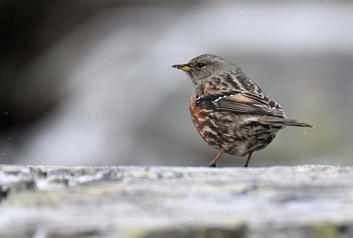 岩鷚 - ML648562804