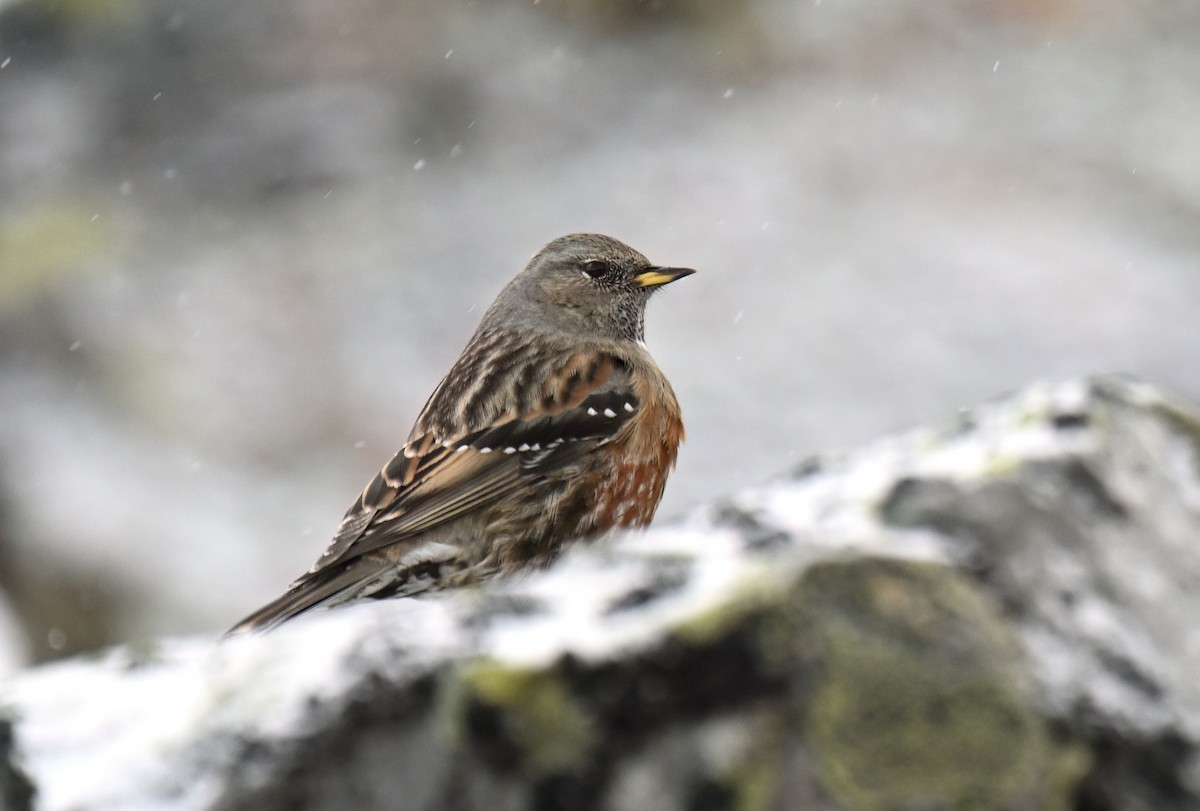 岩鷚 - ML648562818