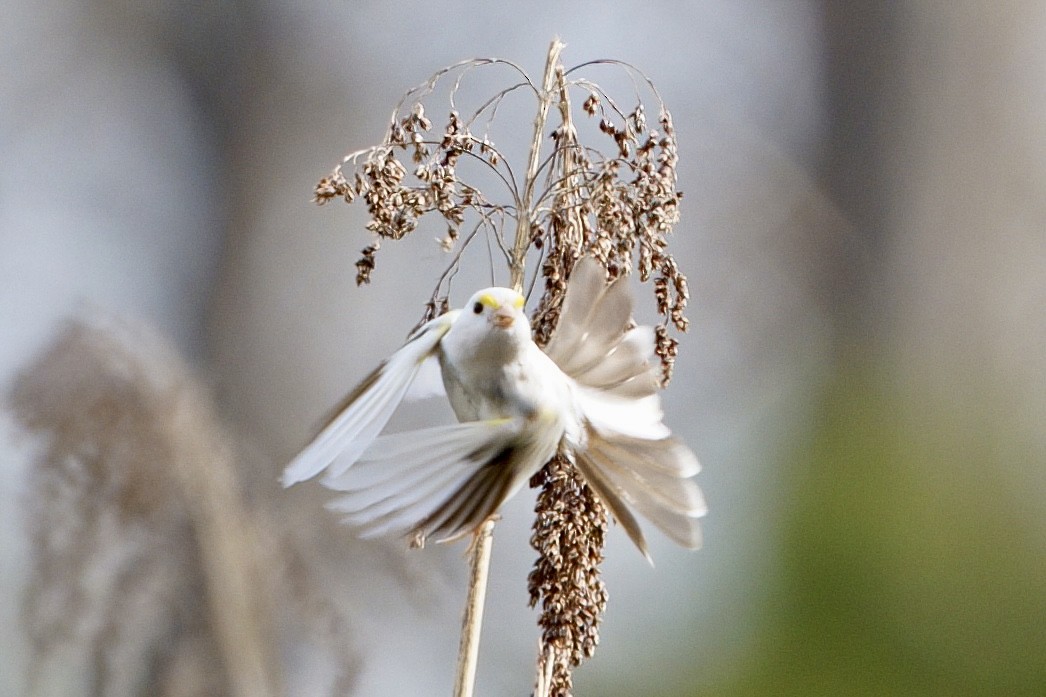 גיבתונית לבנת-גרון - ML648563098