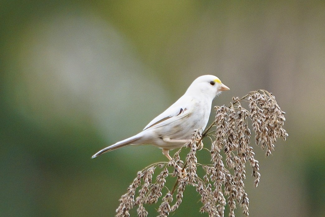 גיבתונית לבנת-גרון - ML648563099
