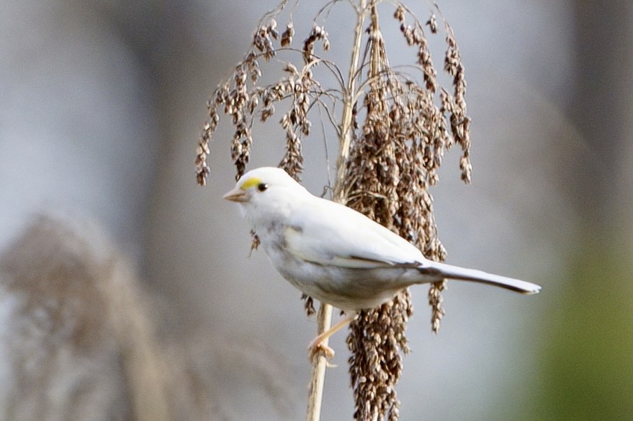 גיבתונית לבנת-גרון - ML648563100