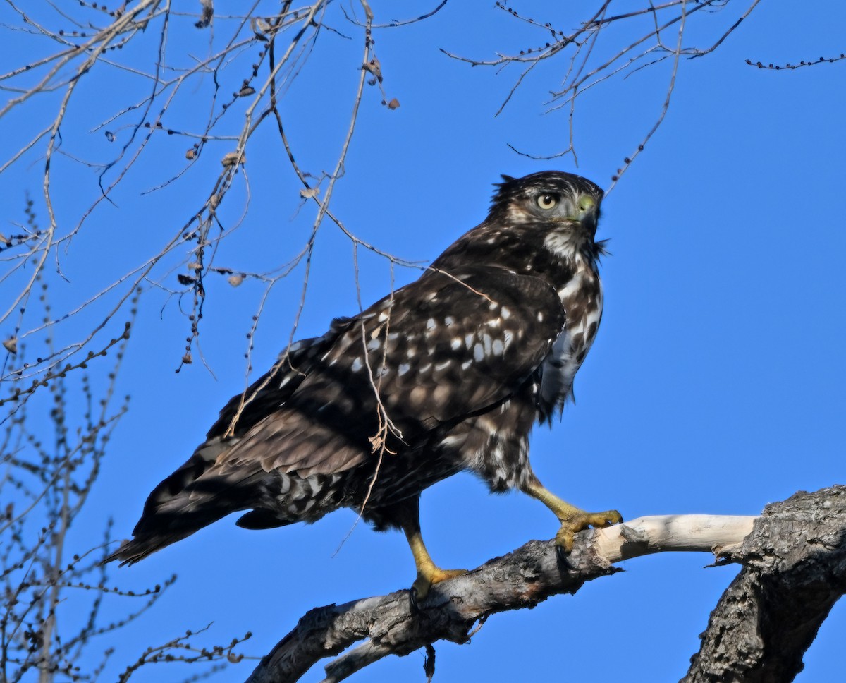 Busardo Colirrojo (harlani) - ML648563235