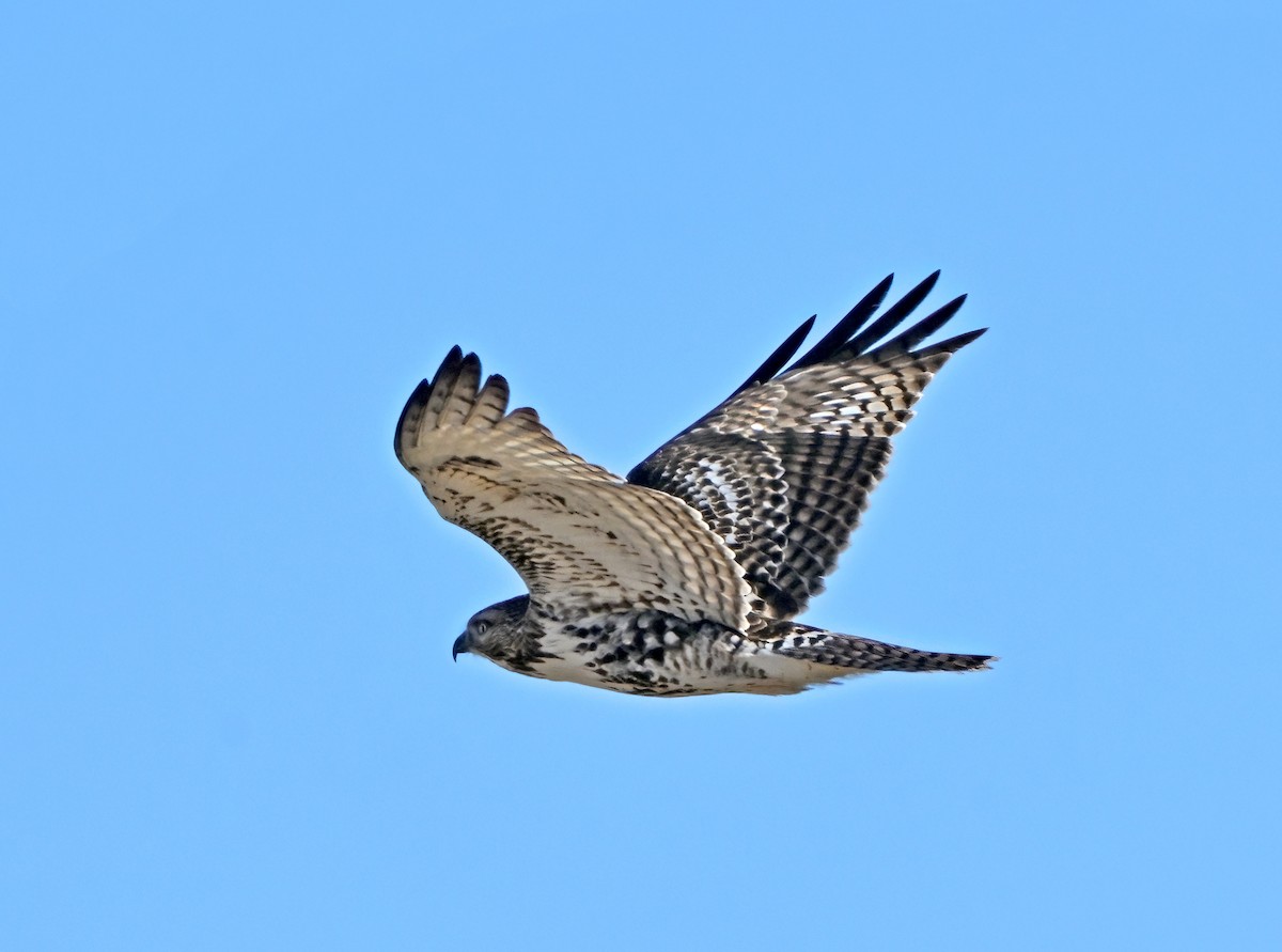 Busardo Colirrojo - ML648563665