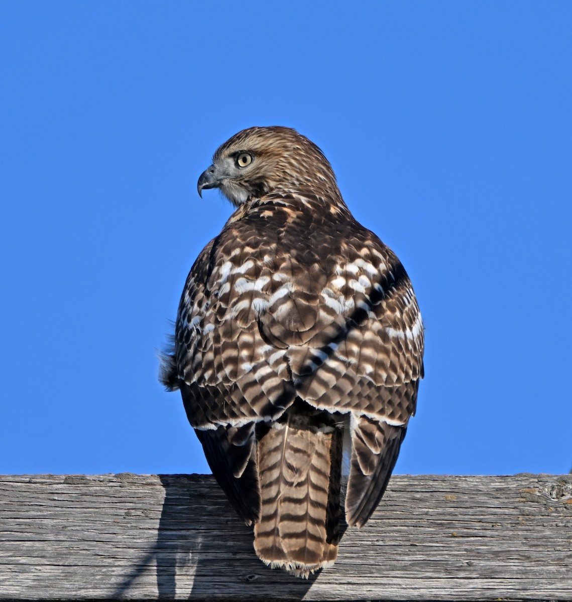 Busardo Colirrojo - ML648563666