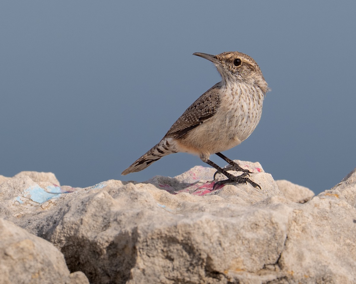 Rock Wren - ML648564011