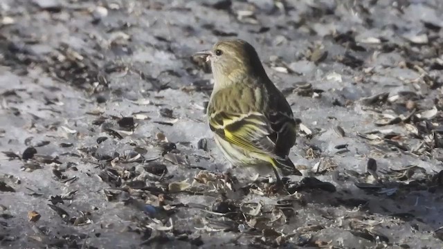 マツノキヒワ - ML648564086