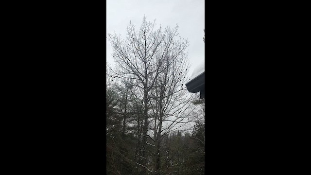 Evening Grosbeak - ML648564544