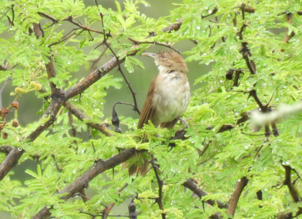 Terrestrial Brownbul - ML648564882