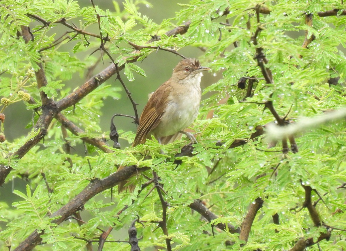 Terrestrial Brownbul - ML648564883