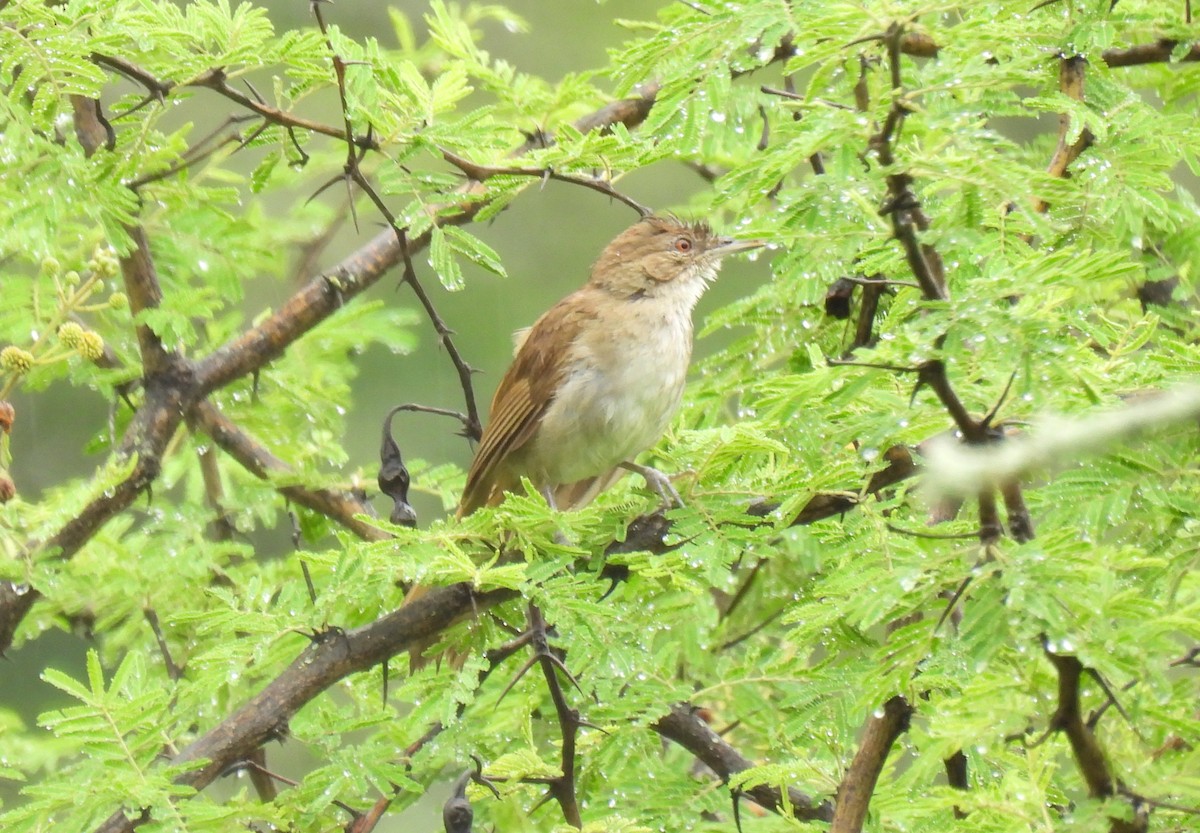 Terrestrial Brownbul - ML648564885