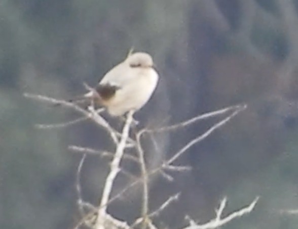 Northern Shrike - ML648565739