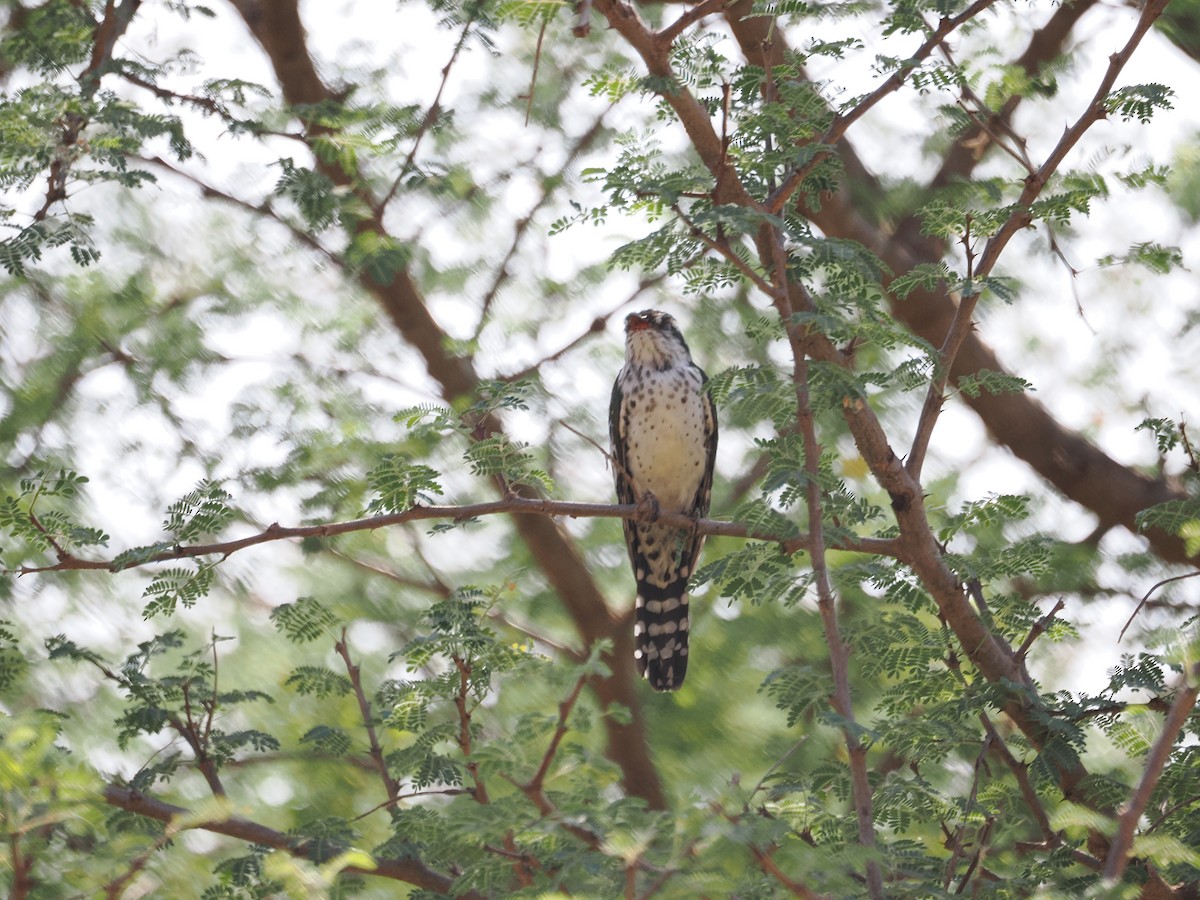 Sürmeli Zümrüt Guguğu - ML648565985