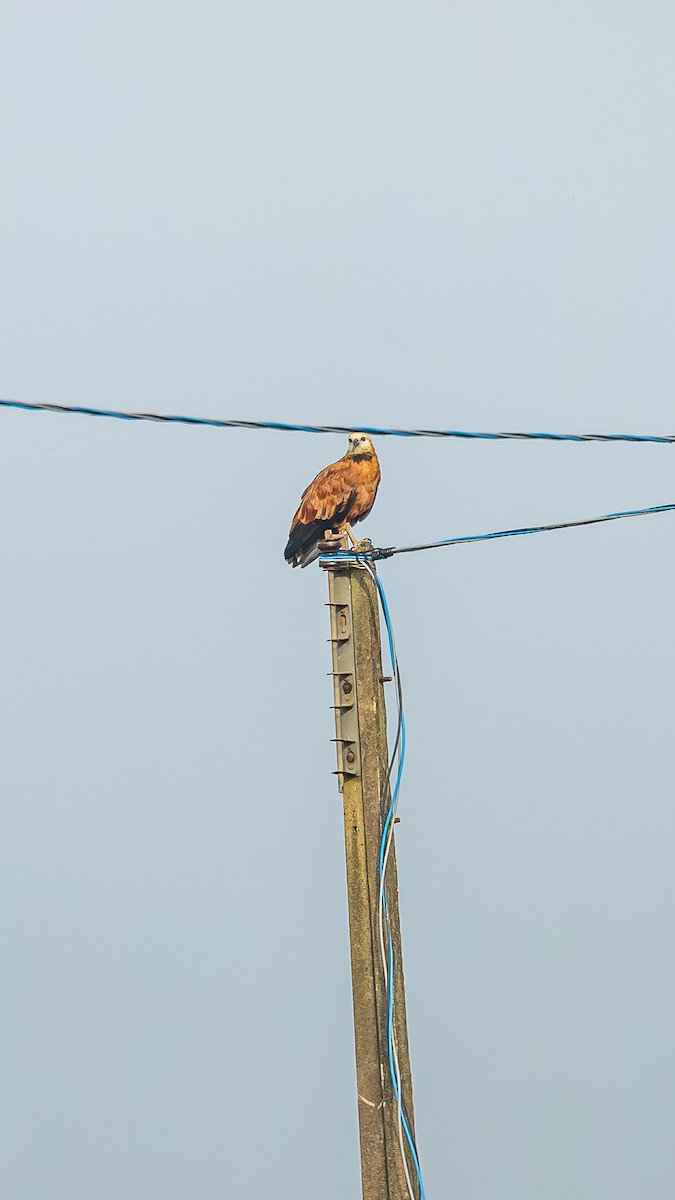 Black-collared Hawk - ML648566212