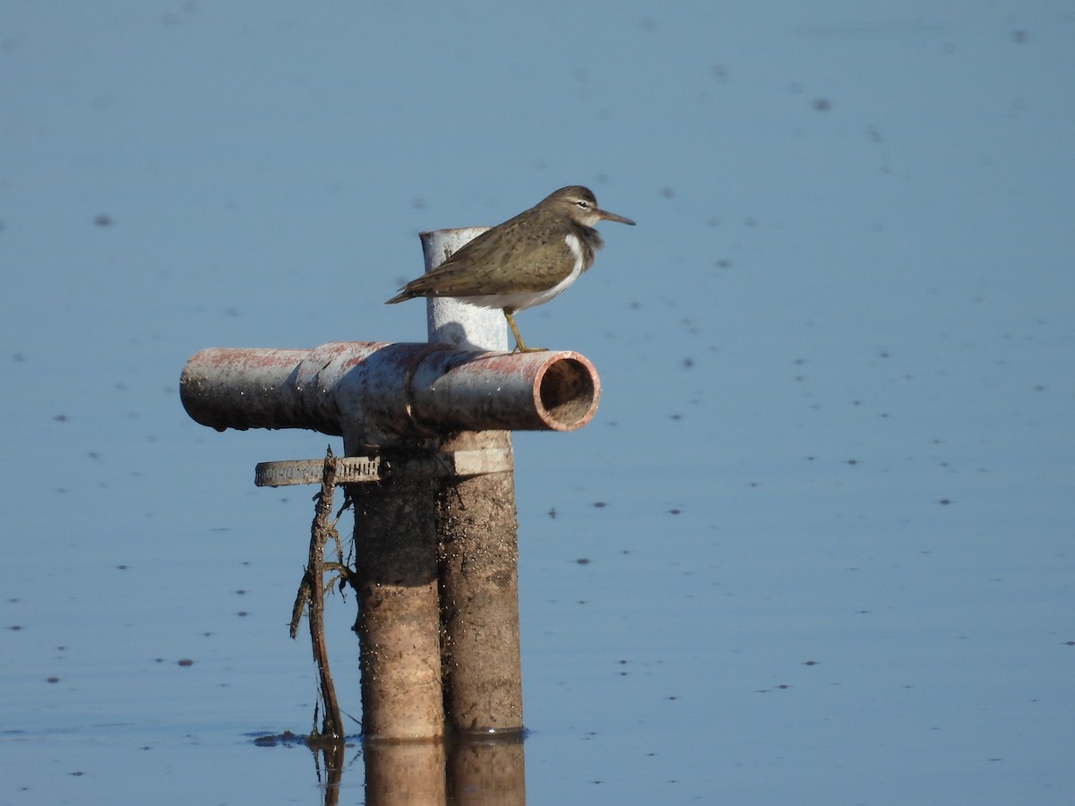 Spotted Sandpiper - ML648566219