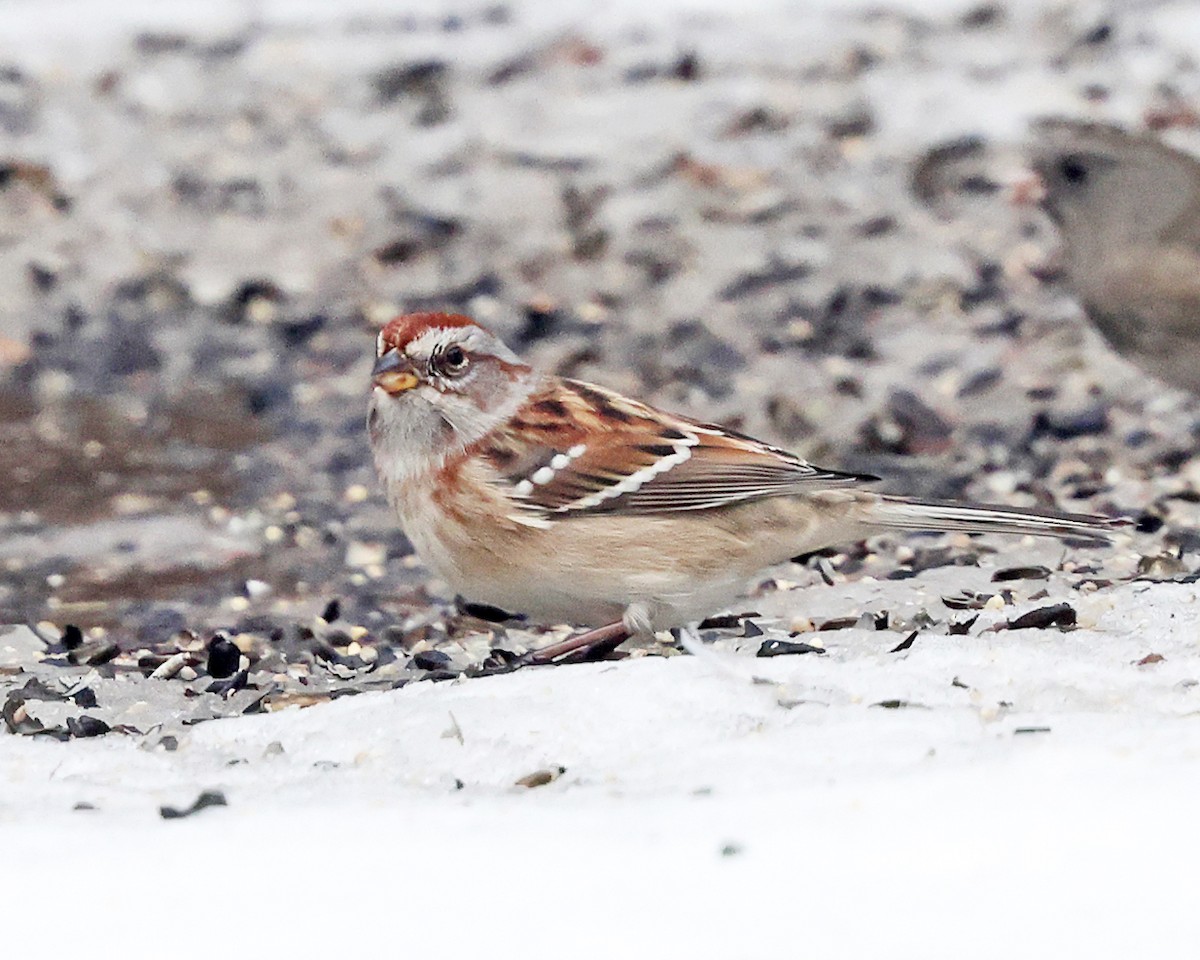 Пасовник північний - ML648566487